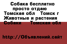 Собака бесплатно просто отдаю  - Томская обл., Томск г. Животные и растения » Собаки   . Томская обл.